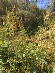 Chenopodium macrospermum