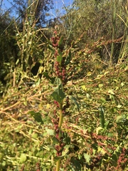 Chenopodium macrospermum