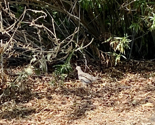 iNaturalist observation photo of Mourning Dove