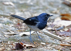 Copsychus albospecularis