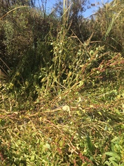 Chenopodium macrospermum