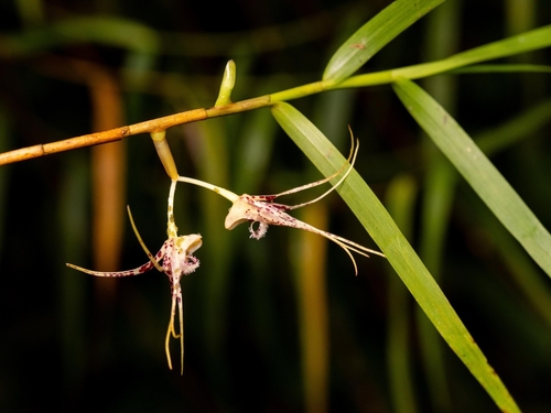 Dendrobium acuminatissimum (Blume) Lindl. 4