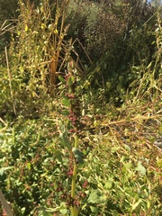 Chenopodium macrospermum