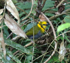 Ploceus nelicourvi