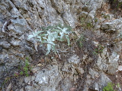 Salvia pomifera
