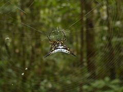 Acrosomoides acrosomoides