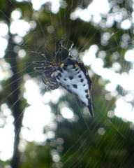 Acrosomoides acrosomoides