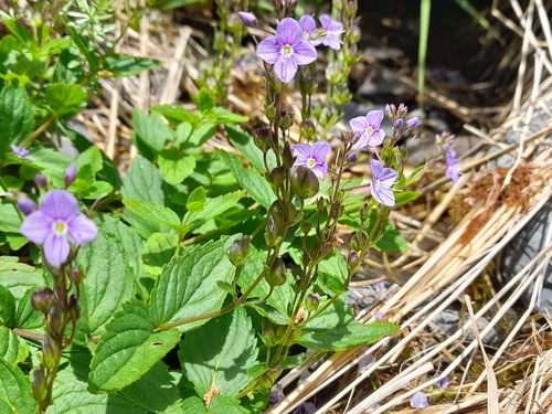 Spiked Pyrenean Speedwell (Veronica ponae)