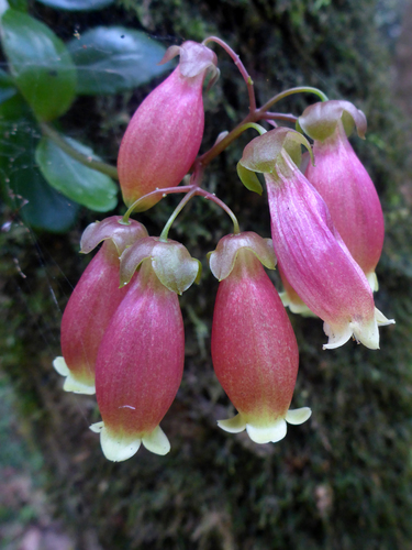 Kalanchoe porphyrocalyx