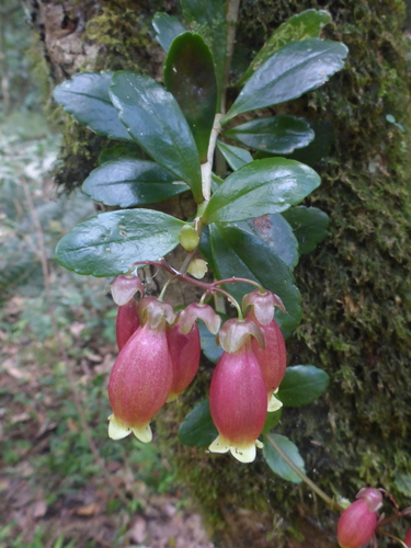 Kalanchoe porphyrocalyx