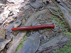 Aphistogoniulus sakalava