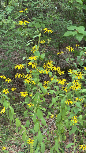 Rudbeckia mollis, photograph 3