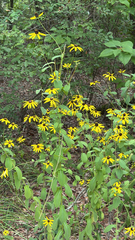 (c) Rob John, some rights reserved (CC BY) Rudbeckia mollis, photograph (c) Rob John, some rights reserved (CC BY)
