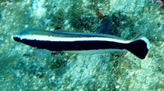 Blue Blanquillo photo 3