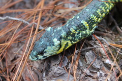 Mount Zempoaltepec Alligator Lizard photo 2