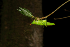 Copiphora longicauda