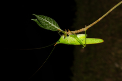 Copiphora longicauda