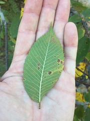 Ulmus serotina