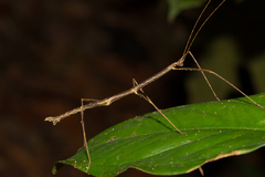 Lobolibethra