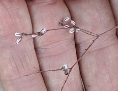 Eriogonum apiculatum