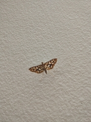 Nausinoe geometralis