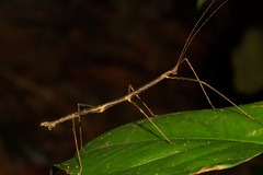 Lobolibethra