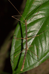 Lobolibethra