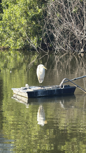 iNaturalist observation photo of Great Egret
