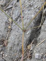 Eriogonum apiculatum