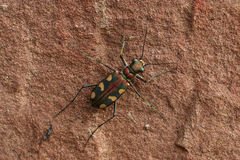 Cosmodela setosomalaris
