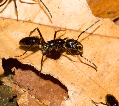 光亮新猛蚁Neoponera commutata