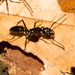 Neoponera commutata - Photo (c) Cullen Hanks, some rights reserved (CC BY-NC), uploaded by Cullen Hanks