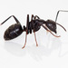Eastern Black Carpenter Ant - Photo (c) Dmitry Mozzherin, some rights reserved (CC BY-NC-SA)