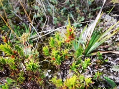 Hypericum juniperinum