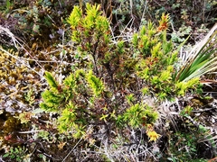 Hypericum juniperinum