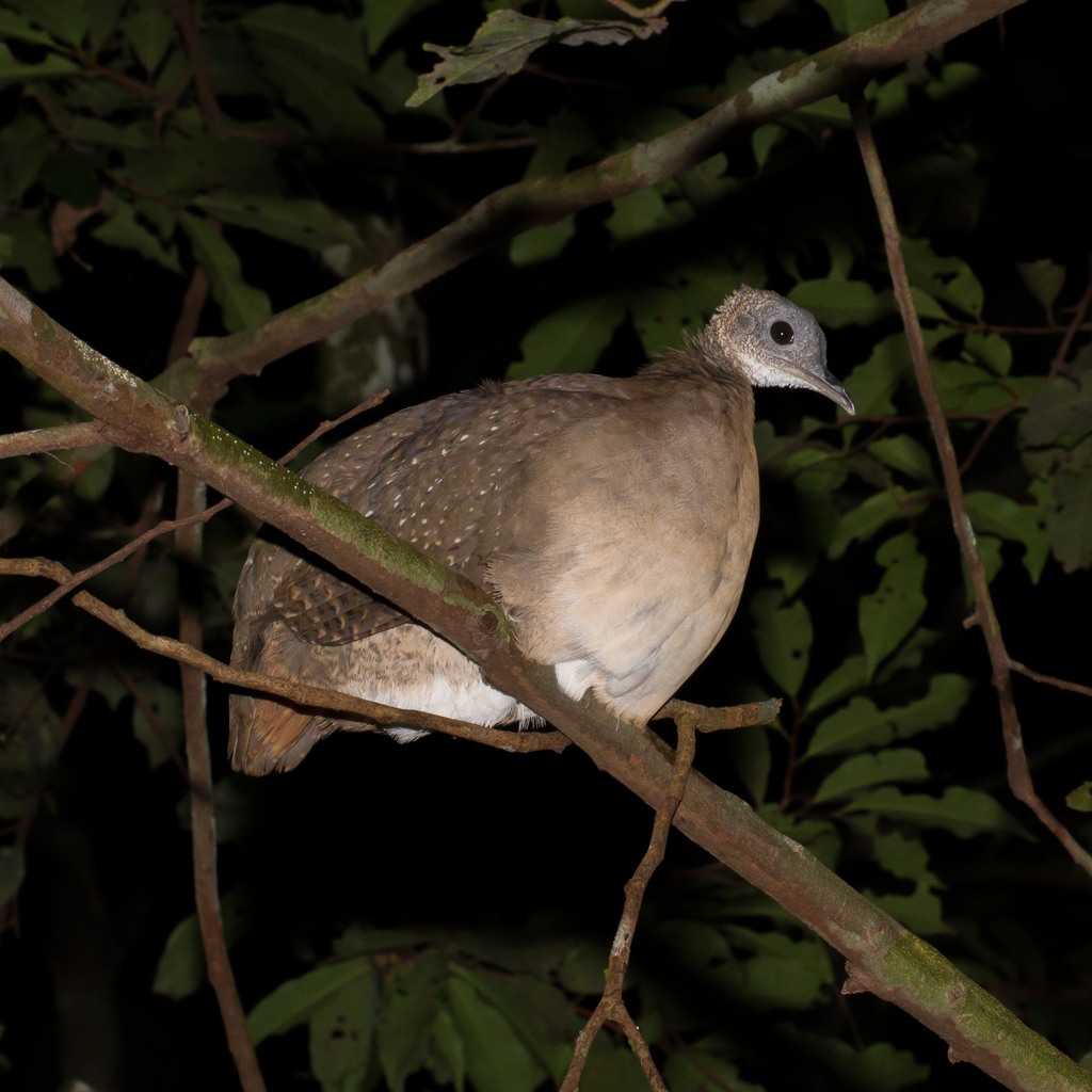 White-throated Tinamou photo
