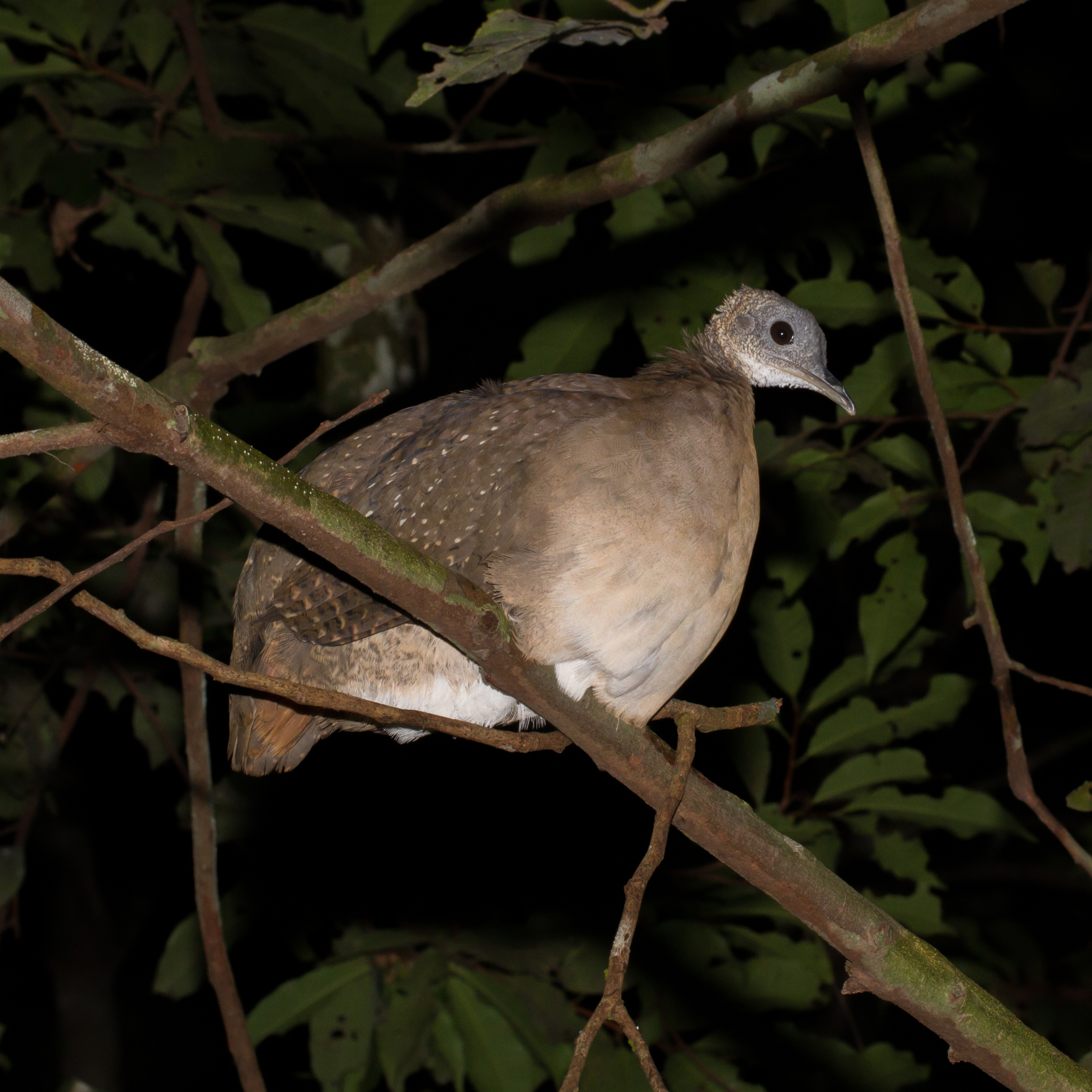 White-throated Tinamou illustration