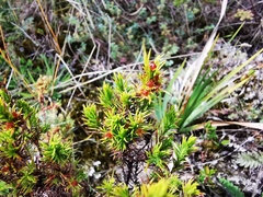 Hypericum juniperinum