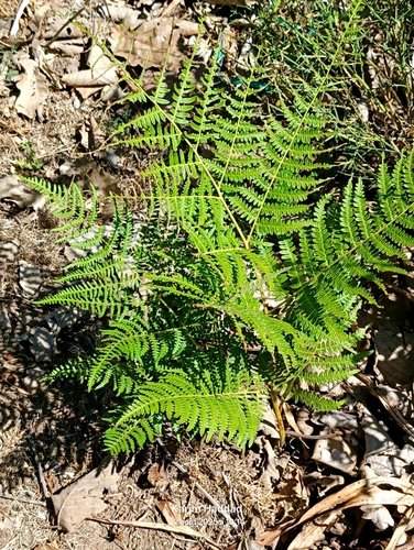 Pteridium aquilinum aquilinum