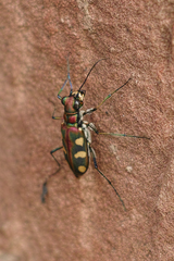 Cosmodela setosomalaris