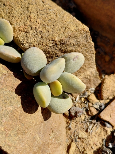 Adromischus liebenbergii