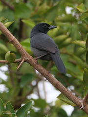 Laniarius funebris