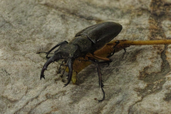 Lucanus boileaui