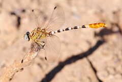 Erpetogomphus compositus