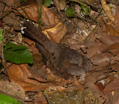 Nyctiphrynus ocellatus