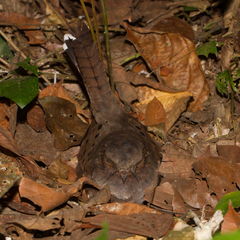 Nyctiphrynus ocellatus