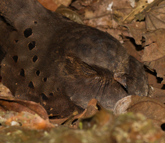 Nyctiphrynus ocellatus