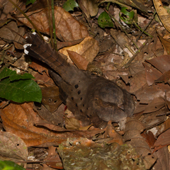 Nyctiphrynus ocellatus