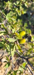 Quercus mohriana, photograph (c) Laurel Meredyk, some rights reserved (CC BY)