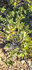 Quercus mohriana, photograph (c) Laurel Meredyk, some rights reserved (CC BY)
